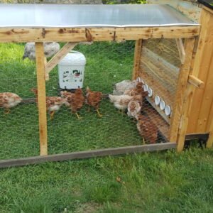 Set Porturi de hrana pui/gaini (4 bucati)