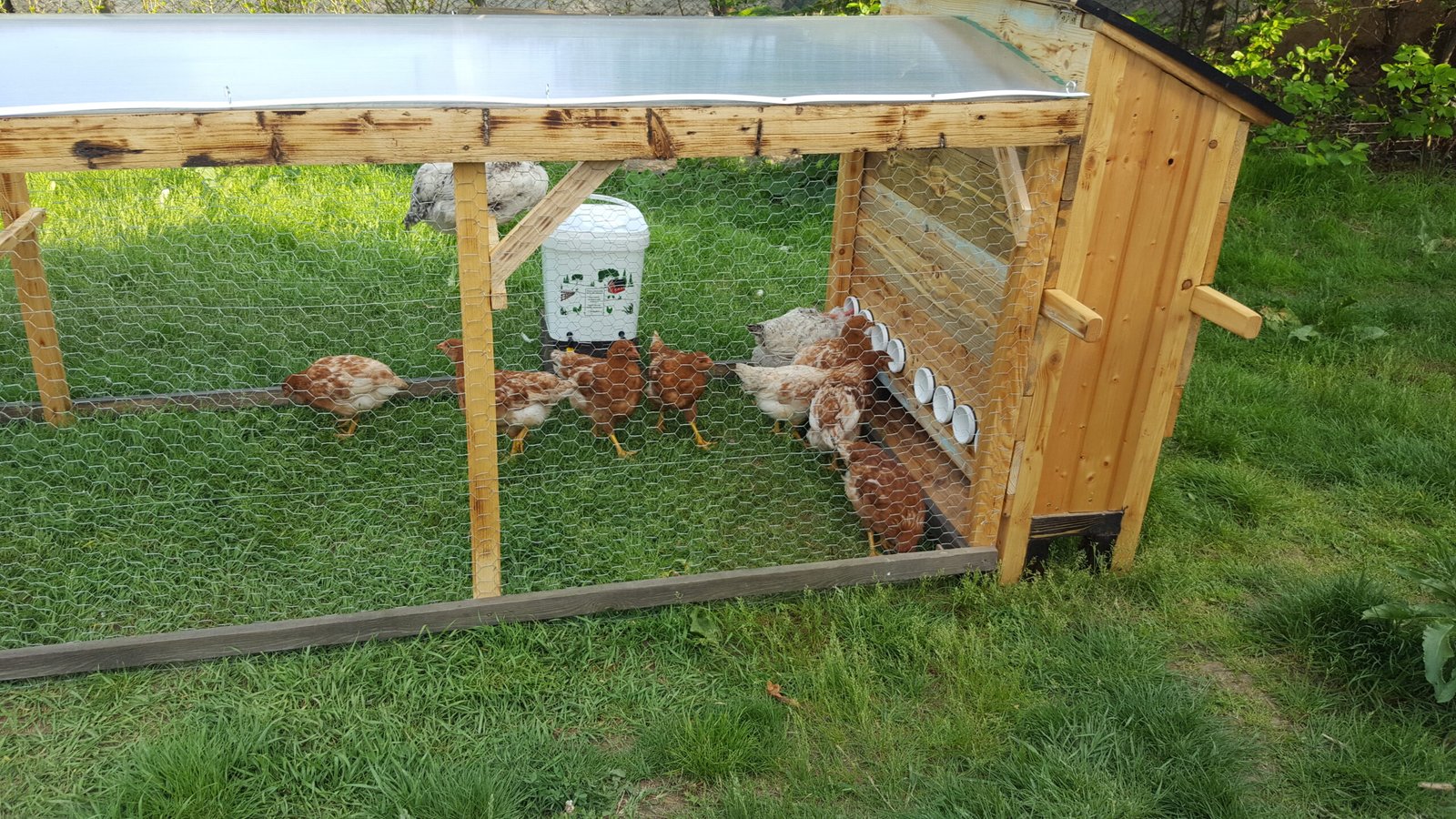 Hranitori și adapatori pentru pasari automate: Ghid complet pentru alegerea celor mai eficiente soluții în 2026