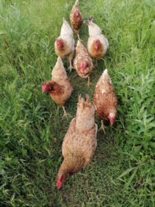 Read more about the article Viața la țară: găini independente și cocoși cu crize existențiale