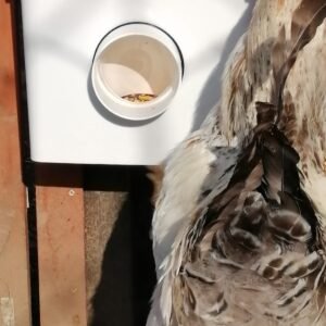 Hranitoare automata Anti-Risipă pentru Rațe și Gâște 10l/7kg cu un port de hrana