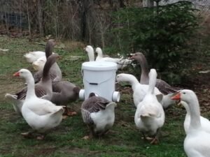 hranitoare pentru gaste