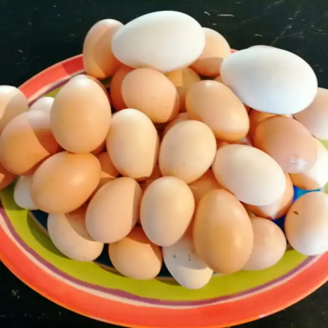 Ou de rata vs. ou de găină: care este mai sănătos și mai nutritiv?